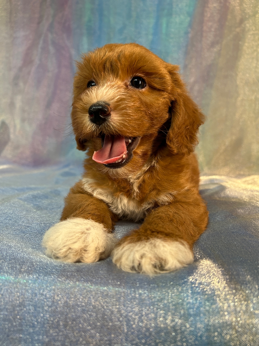 Male F1b Miniature Schnoodle for Sale DOB 5-18-2025 $950